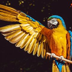 El motivo por el que las aves tienen distintos colores