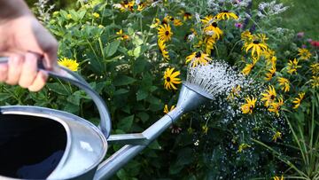 How to and not to water your plants