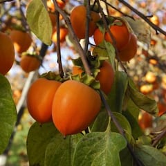 La fruta que salva el corazón y los españoles aún no lo saben