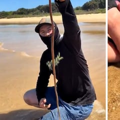 El animal que atemoriza en las playas de Australia: asusta solo con verlo