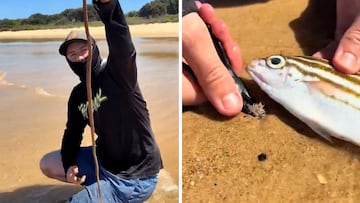 El animal que atemoriza en las playas de Australia: asusta solo con verlo
