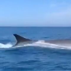 Avistan en España la segunda ballena más grande del mundo