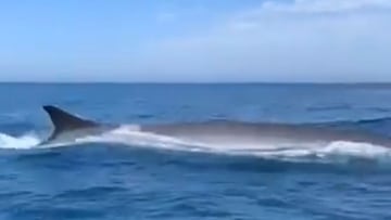 Avistan en Espa?a la segunda ballena m¨¢s grande del mundo