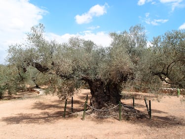 Este olivo milenario, plantado en época romana, es el árbol con mayor perímetro de España: 18 metros en la base. Con más de 1.700 años, sigue dando aceitunas y forma parte del Museo Natural de Olivos Milenarios, un auténtico testigo de la historia.