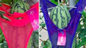 Un agricultor decide vestir sus sandias con bragas: todos se burlan pero detrás se oculta una razón de peso