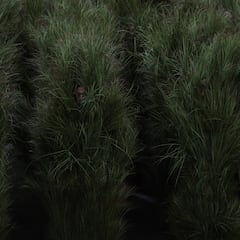 Latinos que se disfrazaron de arbustos en el Super Bowl cuentan su historia: revelan cuánto ganaron y sus condiciones