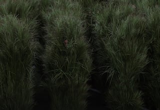 Latinos que se disfrazaron de arbustos en el Super Bowl cuentan su historia: revelan cuánto ganaron y sus condiciones