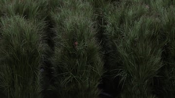 Entre ensayos, secretos y trajes de hasta 20kg, latinos narran cuánto ganaron y cómo fue convertirse en “arbustos humanos” para el show de Bad Bunny. REUTERS/Carlos Barria