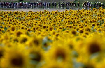 Vista general del pelotón en acción durante la etapa 8 del Tour de Francia de 2023.