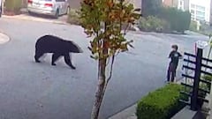 Un oso negro se acerca a un ni&ntilde;o de 7 a&ntilde;os en patinete en un pueblo de la Columbia Brit&aacute;nica, Canad&aacute;, a las 7 de la tarde. 