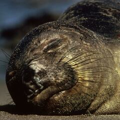 El animal que solo duerme dos horas al día en siestas de diez minutos
