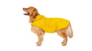 Complementos y ropa para perros: abrígalo este invierno