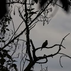 Reaparece un ave que se creía extinta en Colombia: es conocida como la especie más rara del país
