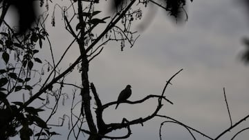 Reaparece un ave que se creía extinta en Colombia: es conocida como la especie más rara del país