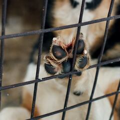 Hombre arroja a perro en aceite en Tecámac, Edomex: ¿qué se sabe hasta el momento, reacciones y últimas noticias?