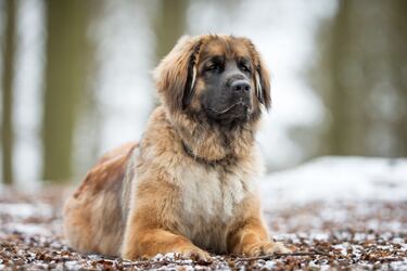 The largest dog breeds in the world: what are they and how big can they get?
