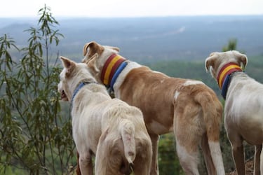 ¡Adelante mis valientes! La rehala