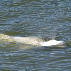 Avistan una beluga en el río Sena