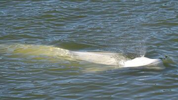 A beluga whale is seen swimming up France's Seine river, near a lock in Courcelles-sur-Seine, western France on August 5, 2022. - The beluga whale appears to be underweight and officials are worried about its health, regional authorities said. The protected species, usually found in cold Arctic waters, had made its way up the waterway and reached a lock some 70 kilometres (44 miles) from Paris. The whale was first spotted on August 2, 2022 in the river that flows through the French capital to the English Channel, and follows the rare appearance of a killer whale in the Seine just over two months ago. (Photo by Jean-François MONIER / AFP) (Photo by JEAN-FRANCOIS MONIER/AFP via Getty Images)