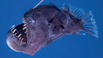 pez abisal rape abisal monstruo de buscando a nemo peces marinos fosa abisal profundidad luz solar en el mar