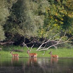 Fundación Caza Sostenible