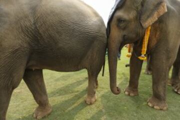 Las imágenes más curiosas del Torneo de Polo con elefantes