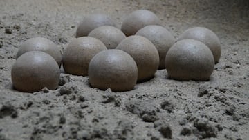 Arqueólogos se topan con un huevo prehistórico y no saben todavía qué hay dentro: “Podríamos ver un linaje desconocido”