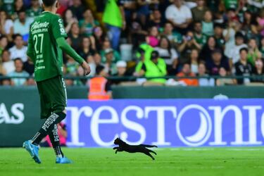 ¿Señal de mal augurio? Gato negro invade; Sergio Ramos lesionado y James Rodríguez expulsado