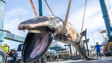 Aparece sin vida en Valencia un rorcual de casi 10 metros