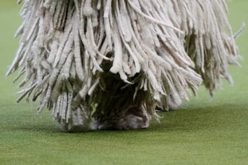 Ranger (Komondor) compite durante el Campeonato Masters Agility de la 149? Exposicin Canina Anual del Westminster Kennel Club en el Centro de Convenciones Jacob Javits en la ciudad de Nueva York.