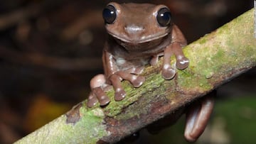 Descubren un nuevo tipo de 'rana de chocolate'