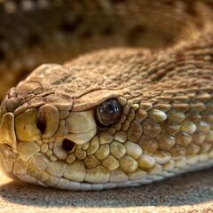 Muere uno de los mayores expertos en serpientes tras morderle una cascabel