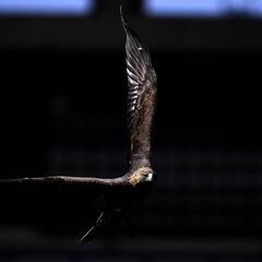 Alineación del América confirmada para la ida de la final contra Monterrey