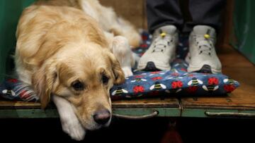 How to know when your dog is judging you