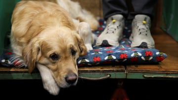 How to know when your dog is judging you