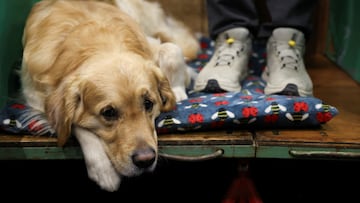 Some pets have been getting sick from this pet food that the FDA pulled from the shelves. Find out if yours is at risk.