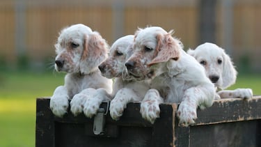 Un perro no es un regalo