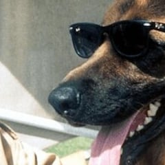 El perro más rico del mundo vende una de sus mansiones