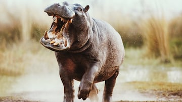 El Hippopotamus amphibius o hipopótamo común tiene la mordida más fuerte de todos los mamíferos que hay sobre la faz de la tierra. es un gran mamífero artiodáctilo fundamentalmente herbívoro que habita en el África subsahariana. El peso medio para los machos adultos oscila entre 1500 y 1800 kg. Las hembras son más pequeñas que los machos, con unos pesos medios de entre 1300 y 1500 kg.