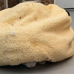 Una mujer nota que su almohada empieza a moverse solita así que le hace el aviso más bonito: “¡Estoy aquí debajo!”