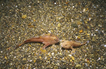 Habitaba en la costa de la isla de Tasmania, Australia, y fue declarado oficialmente extinto en 2020. A principios del siglo XIX esta especie de pez era muy abundante en las costas de Australia. 
Solo quedan otras 13 especies de pez mano. Todas ellas viven en el fondo marino, donde usan aletas en forma de mano para "caminar". las mayores amenazas de estos peces son la pesca, la contaminación, la propagación de especies invasoras y la destrucción del hábitat por barcos de pesca masiva.