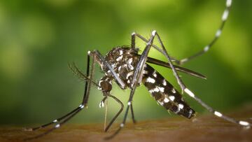 Mosquito común o Culex