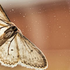 Cómo eliminar polillas en casa: con estas trampas adhesivas