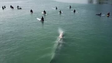 Una ballena gris se abre paso entre un grupo de surfistas en Doheny State Beach (California).