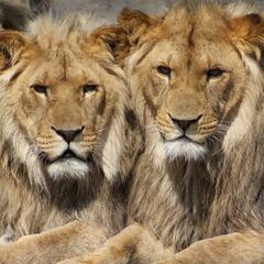 Ocho leones dan positivo por coronavirus en India