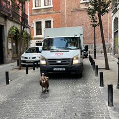 Insólito: un buitre desorientado, rescatado en Madrid capital
