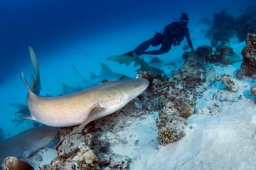 Encuentro con tiburones nodriza