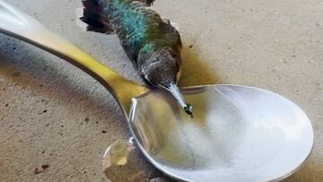 Colibrí en problemas