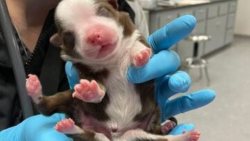 Nace en Estados Unidos una perrita con ¡seis patas y dos colas!