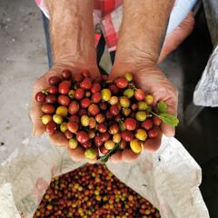 Un récord histórico para Colombia: se consigue la mayor cosecha de café en los últimos 30 años